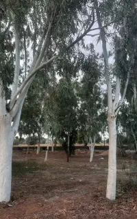 برش درخت با خرید چوب درخت و قطع نخل
