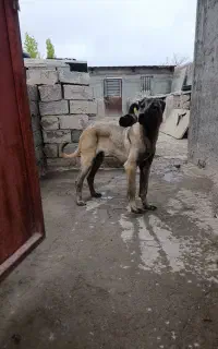 سرابی ماده
