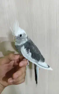 عروس هلندی نر دستی