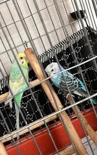 جفت مرغ عشق سالم