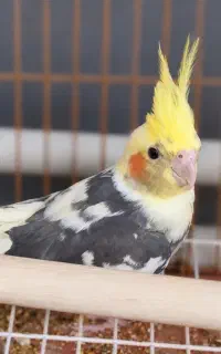 عروس هلندی 4 ماهه