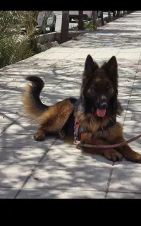 سگ‌ ژرمن نر