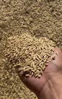 فروش جو محلی درشت درجه ۱ و تمیز تازهه