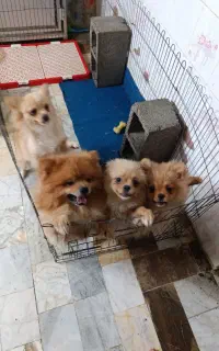 سگ پامر خرسی