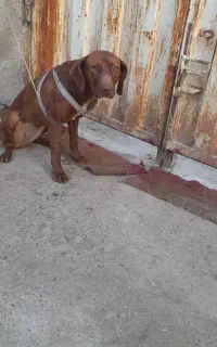 سلام پیونترماده ۱۵ماهه عالی قبراق واکسیناسیون شده