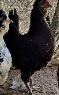 خروس گلین
