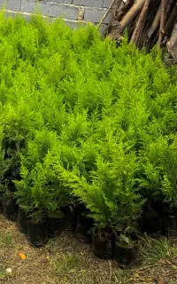 نهال سرو لاوسون