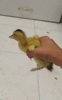 جوجه اردک