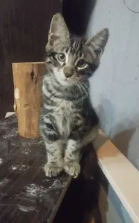 گربه واگذاری