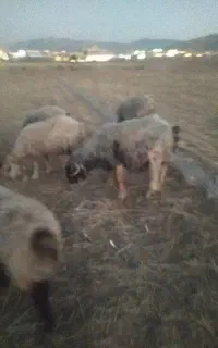 بره
