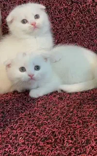 واگذاری مسئولانه تعدادی گربه