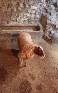 میش جوان