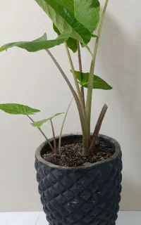 گیاه طبیعی آلوکازیاباگلدان