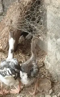 غاز نر و ماده
