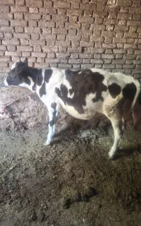 گوساله ماده