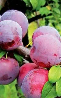 عرضه نهال آلو شابلون کالیفرنیا با عمر اقتصادی
