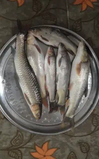 تورماهیگیری