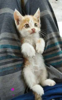 گربه ملوس بازی گوش