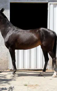 مشکی مادیان ترکمن آخال