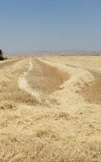 کاه دیم نرم به شرط