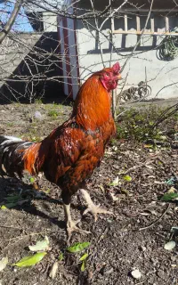 خروس لاری