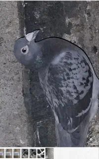 کبوتر مگسی