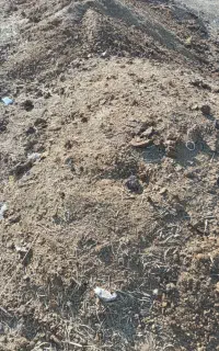 کود گوسفندی