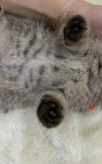 گربه