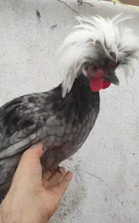 مرغ و خروس لهستانی(تزئینی)