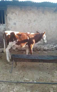 گوساله