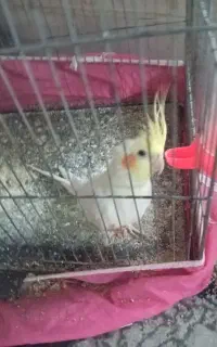عروس هلندی بچه است