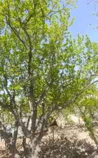 سمپاشی تخصصی