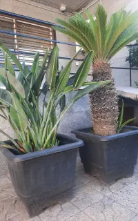 سیکاس و پرنده بهشتی