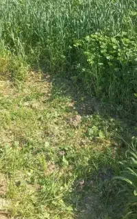 علف و خار کنگر تازه نیسانی برای گاو و گوسفند