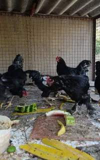 خروس مرندی