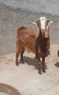 بز دورگ خوشگل