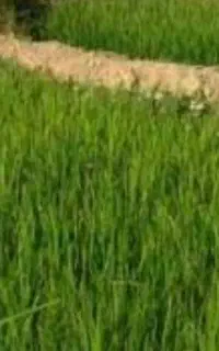 نشای برنج تخم تولکی
