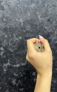 همستر کمپل