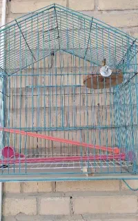 قفس پرنده