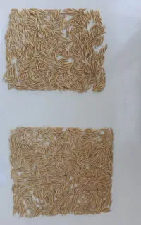 بذردرجه‌یک‌فجراعلا۹۰و۷۵روزه