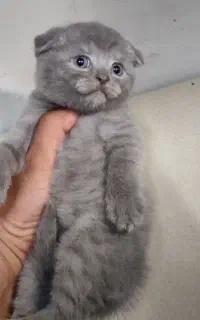 بچه گربه اسکاتیش