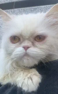 گربه ماده پرشین