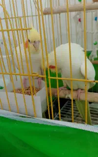عروس هلندی مولد