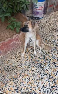 سگ تربیت‌ شده باهوش