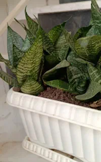 گل پاکوتاه سانسوریا بسیار زیبا