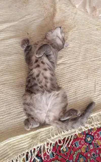 دوتا پاهاش شکسته مورد کاملا اروژانسه