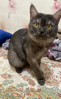 گربه چین چیلا اصل