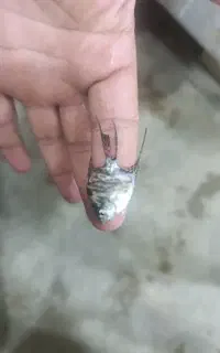 فروش آنجل عمده