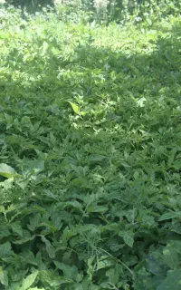نهال گوجه درجه یک