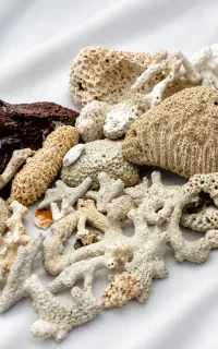 سنگ اکواریوم
